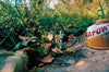 Snow Peak Gigapower Stove - Auto
