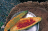 Snow Peak Tableware Plate (L)
